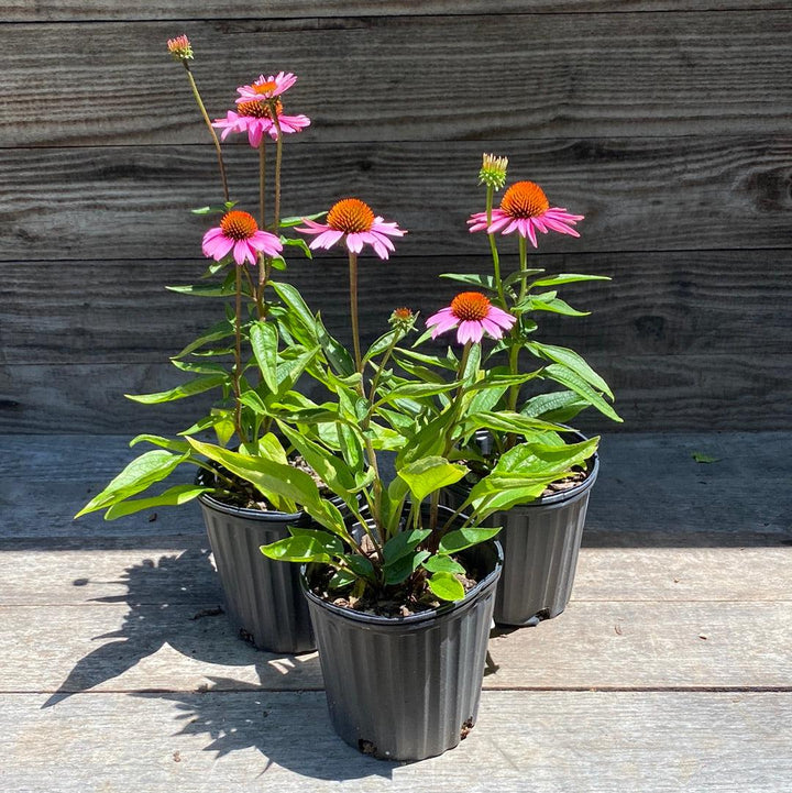 Magnus Echinacea, Coneflower