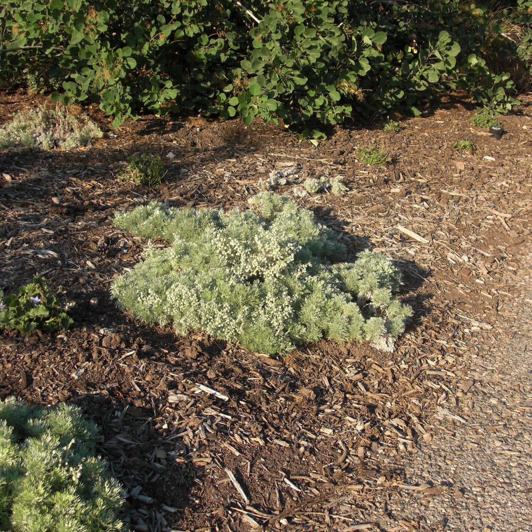 Silver Mound Wormwood, Ghost Plant