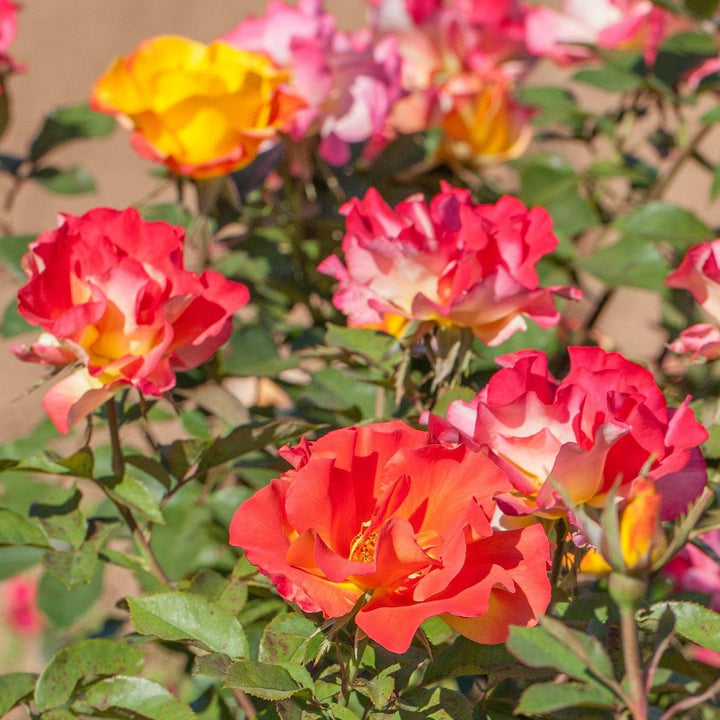 Sunset Horizon™ Rose