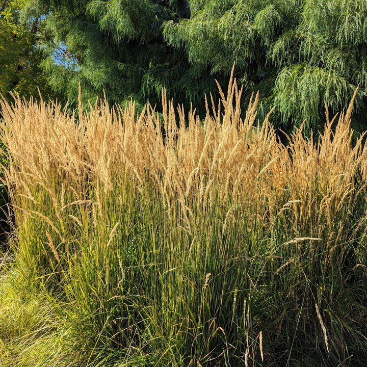 Karl Foerster's Feather Reed Grass