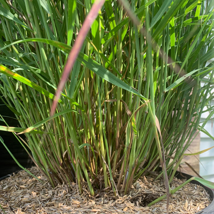 Shenandoah Switch Grass
