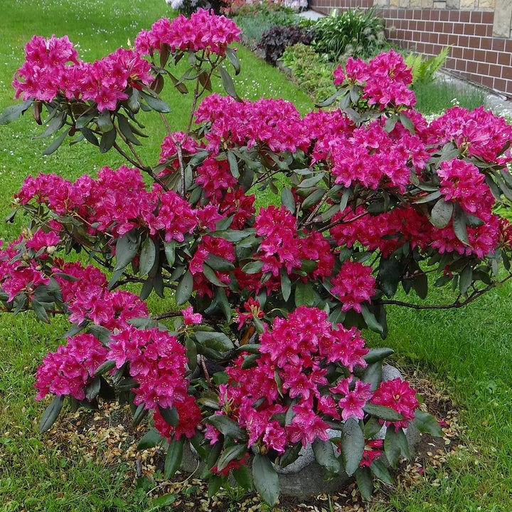 Nova Zembla Rhododendron