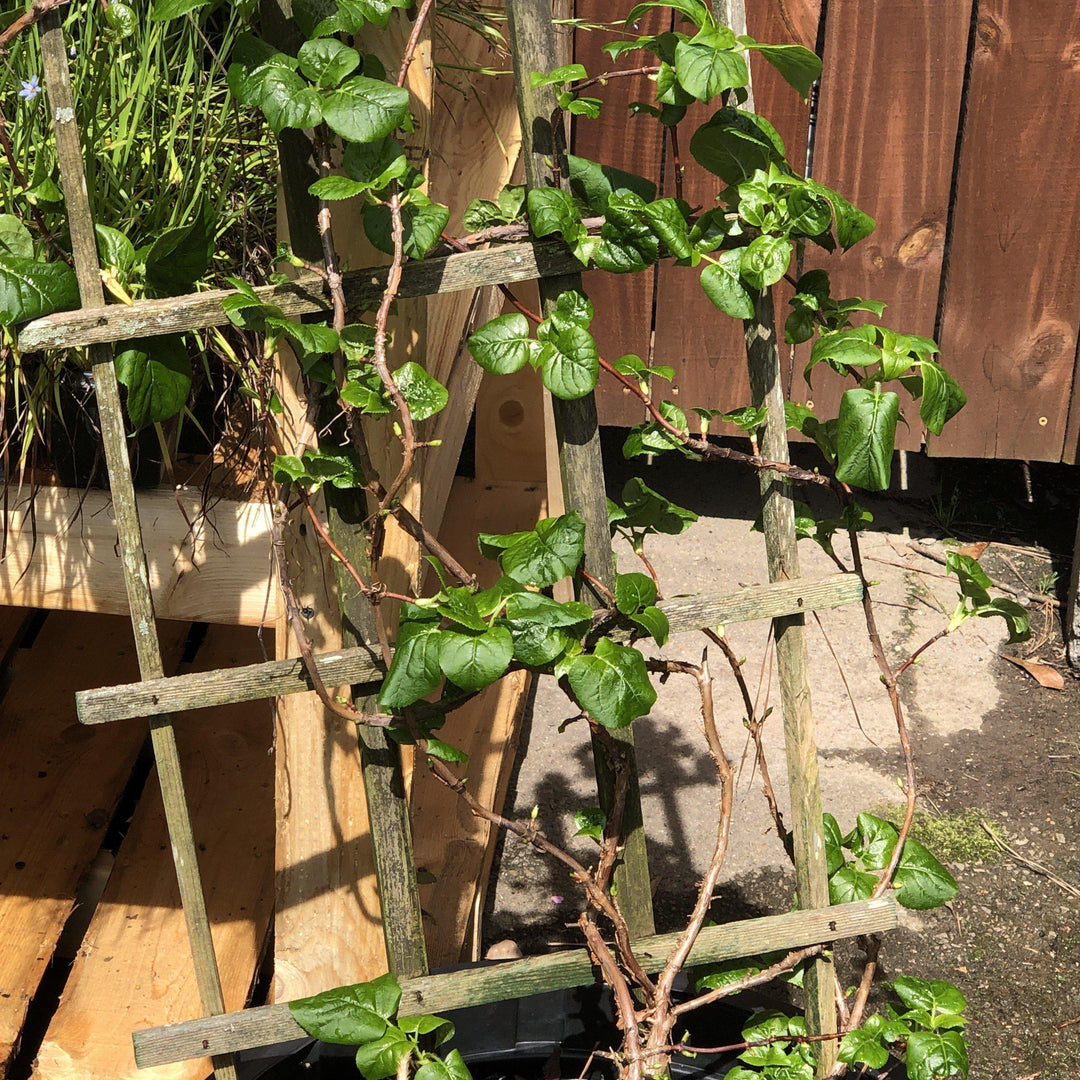 Climbing Hydrangea