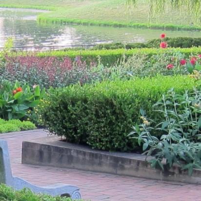 Winter Gem Boxwood