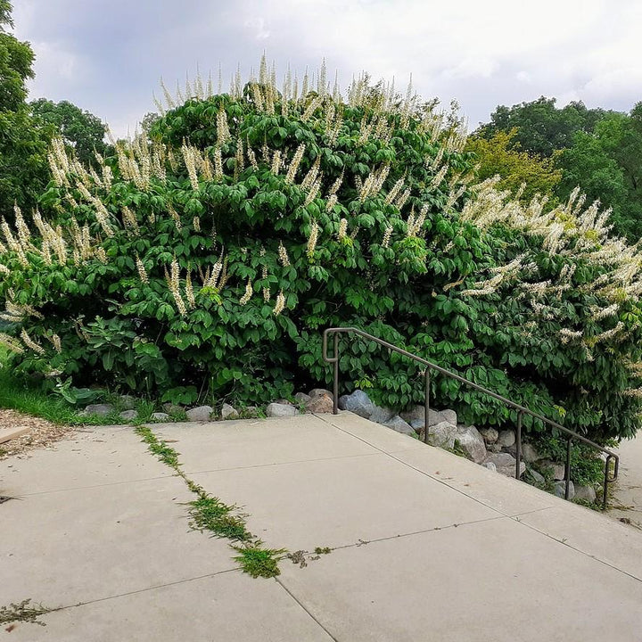 Buckeye Bottlebrush