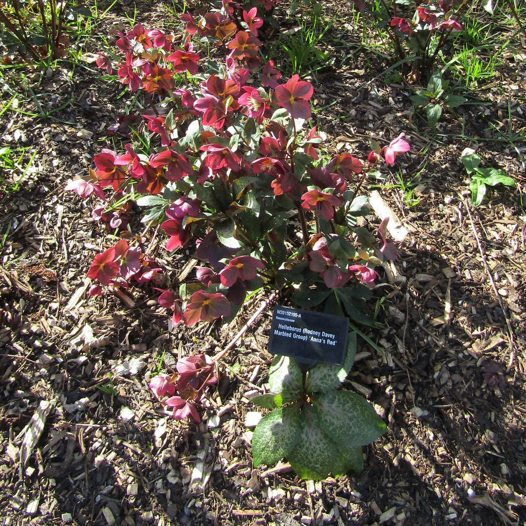 Helleborus x hybridus 'ABCRD02'  - Frostkiss® Anna's Red Lenten Rose