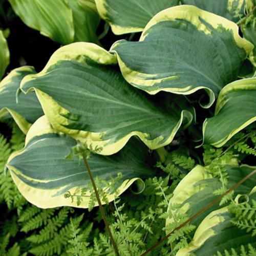 PW® Shadowland® Wheee! Hosta