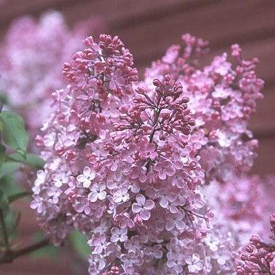 Maiden's Blush Lilac