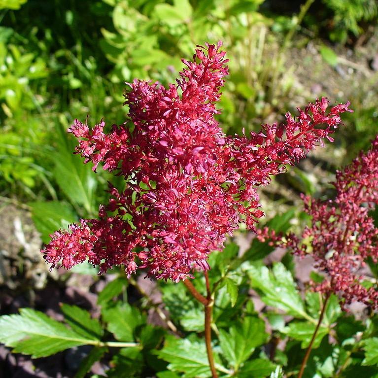 Fanal Astilbe