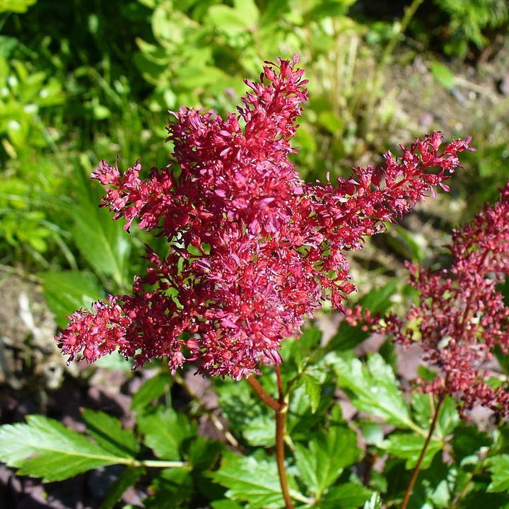 Fanal Astilbe