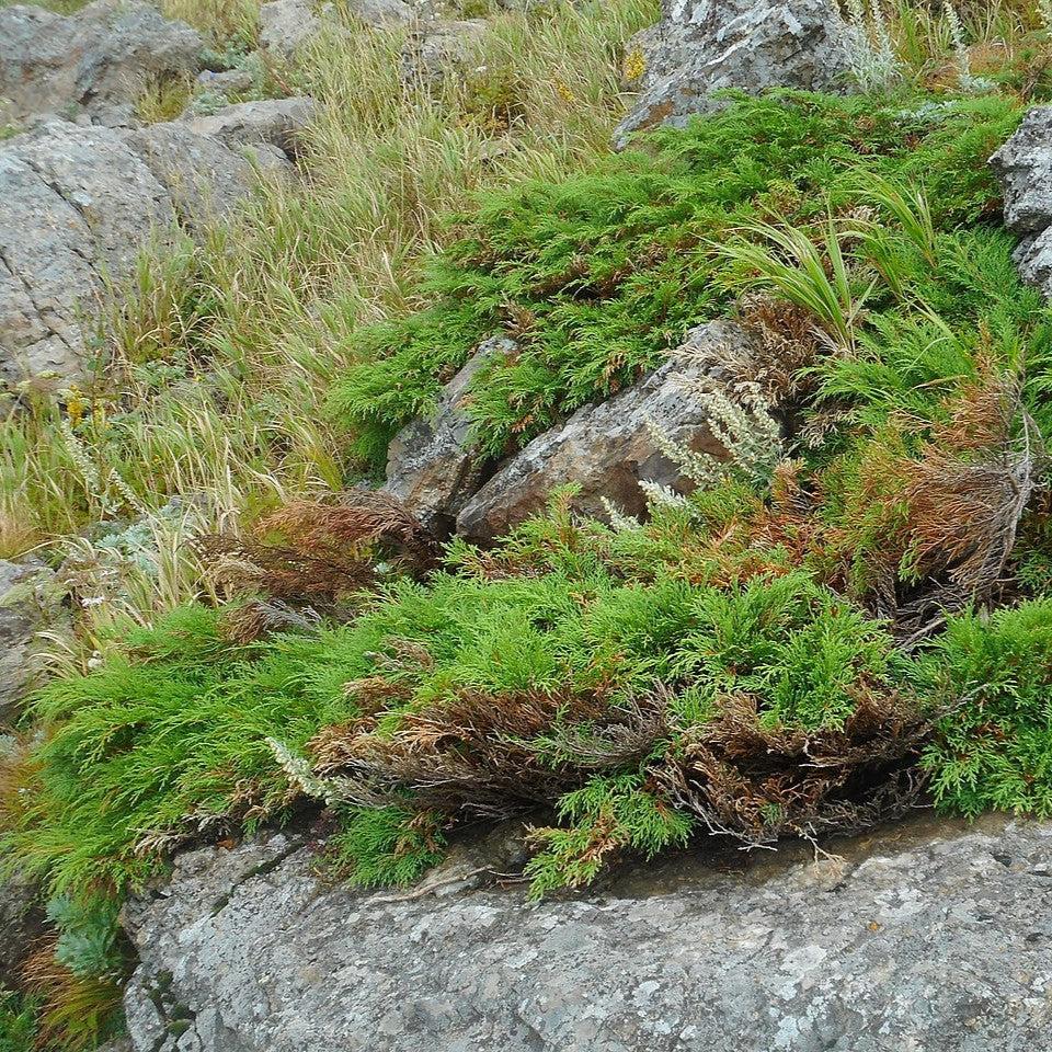 Siberian Cypress, Siberian Carpet Cypress