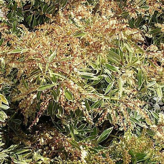 Flaming Silver Pieris