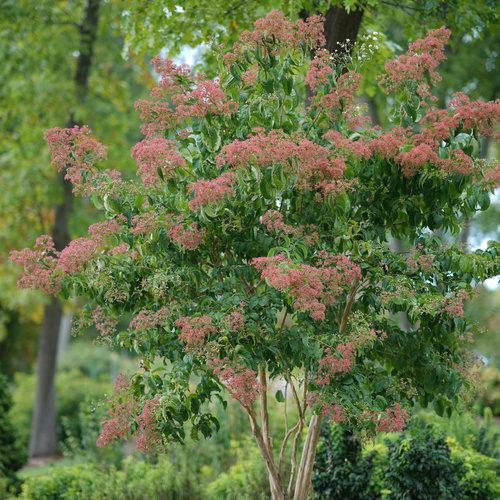 Temple of Bloom® Seven-Son Flower