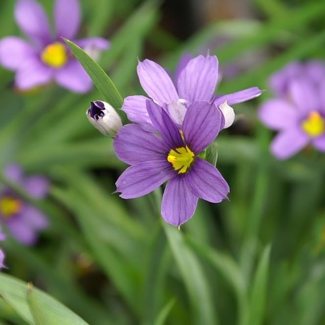 Lucerne Blue-Eyed Grass