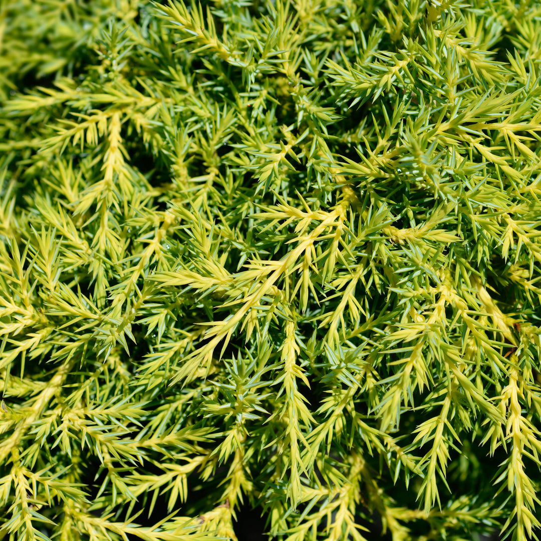 Juniperus chinensis 'Gold Star'  - Gold Star Juniper