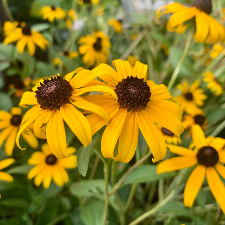 Black-Eyed Susan