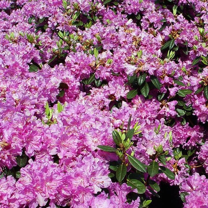 Rhododendron x 'Olga Mezitt'  - Olga Mezitt Rhododendron