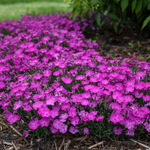Paint the Town Fuchsia Dianthus