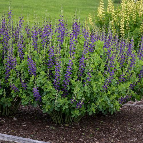 PW® Decadence® Sparkling Sapphires False Indigo