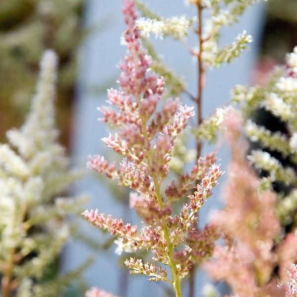 Rheinland Japanese Astilbe