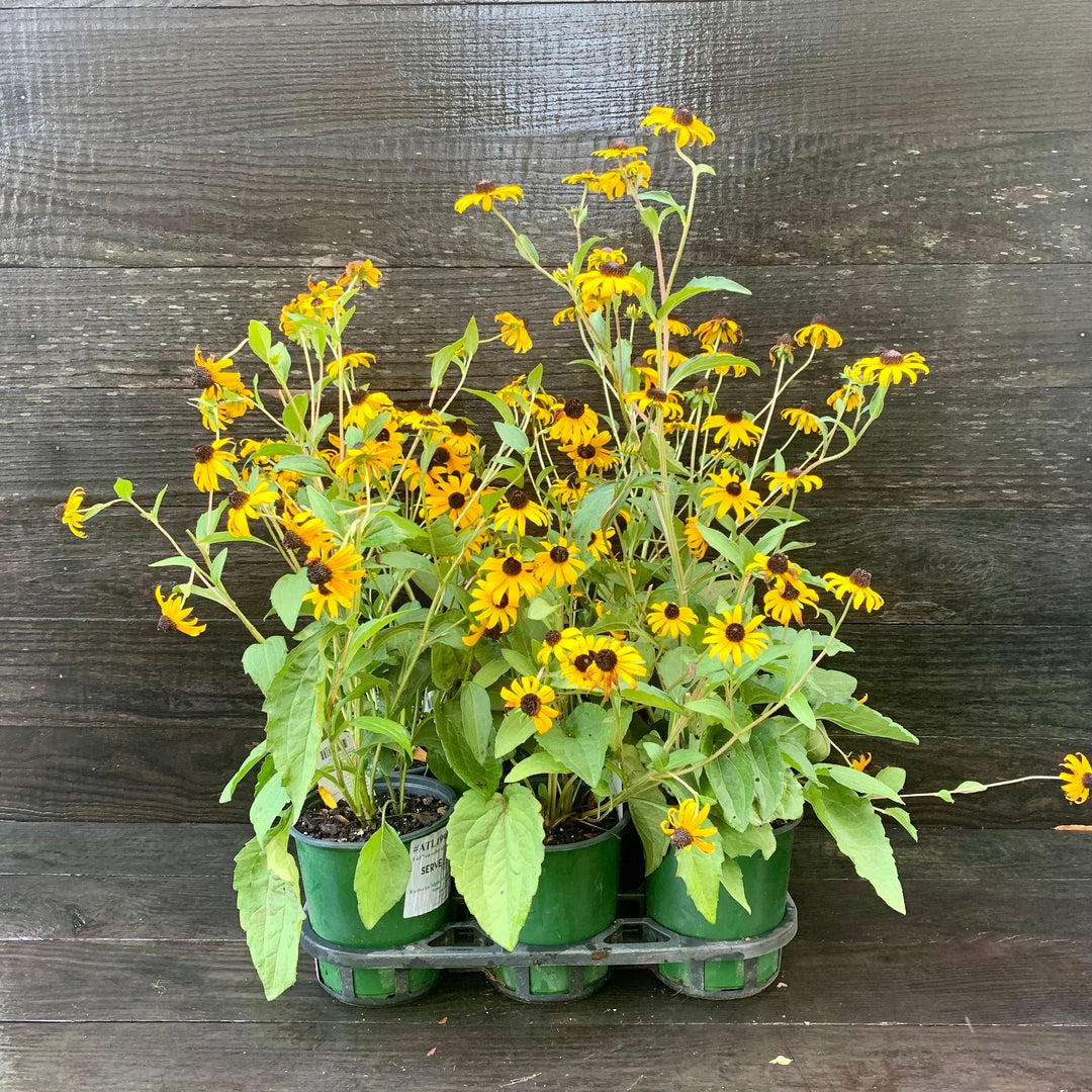 Black-Eyed Susan
