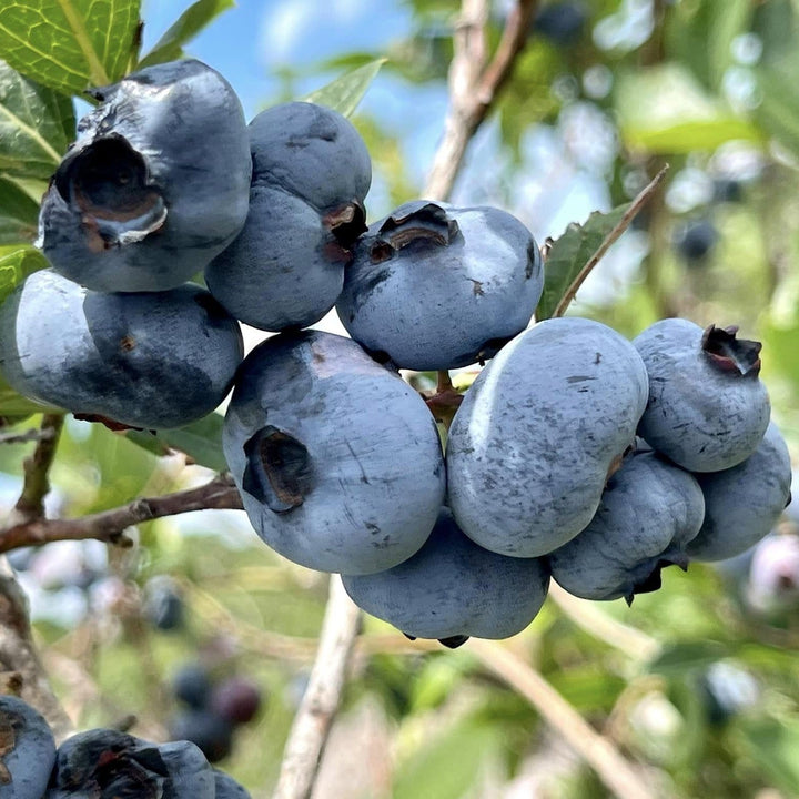 Chandler Blueberry
