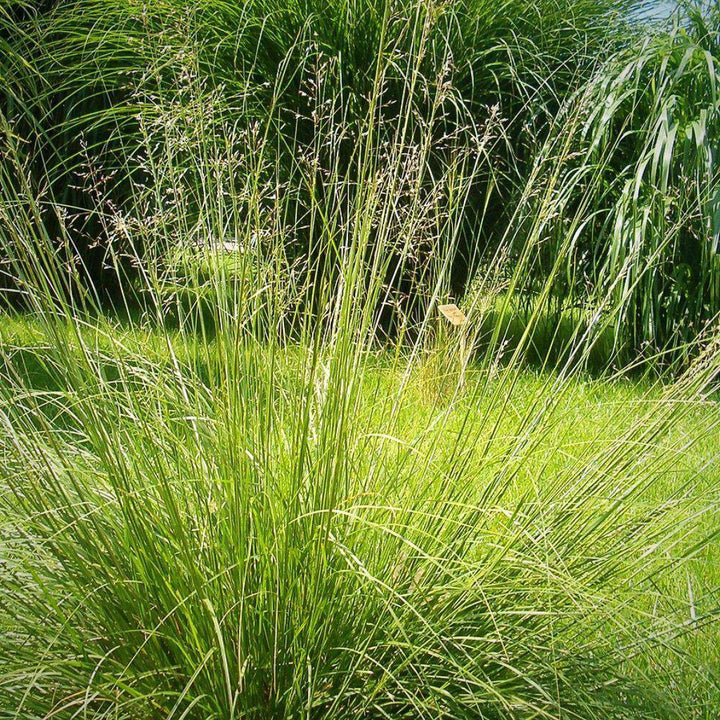 Prairie Dropseed