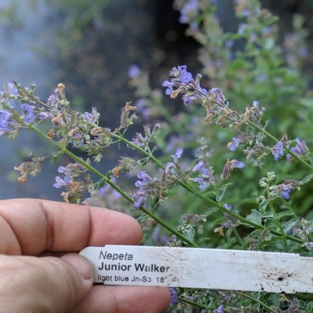 Junior Walker™  Catmint