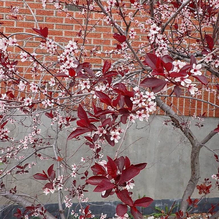 Purpleleaf Sandcherry