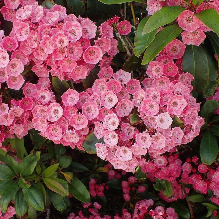 Sarah Mountain Laurel
