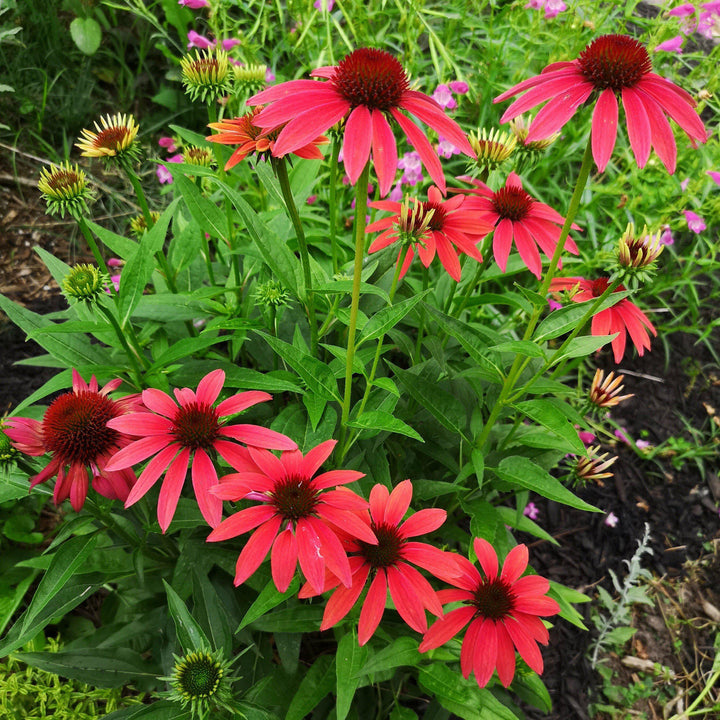 Cheyenne Spirit Echinacea, Coneflower