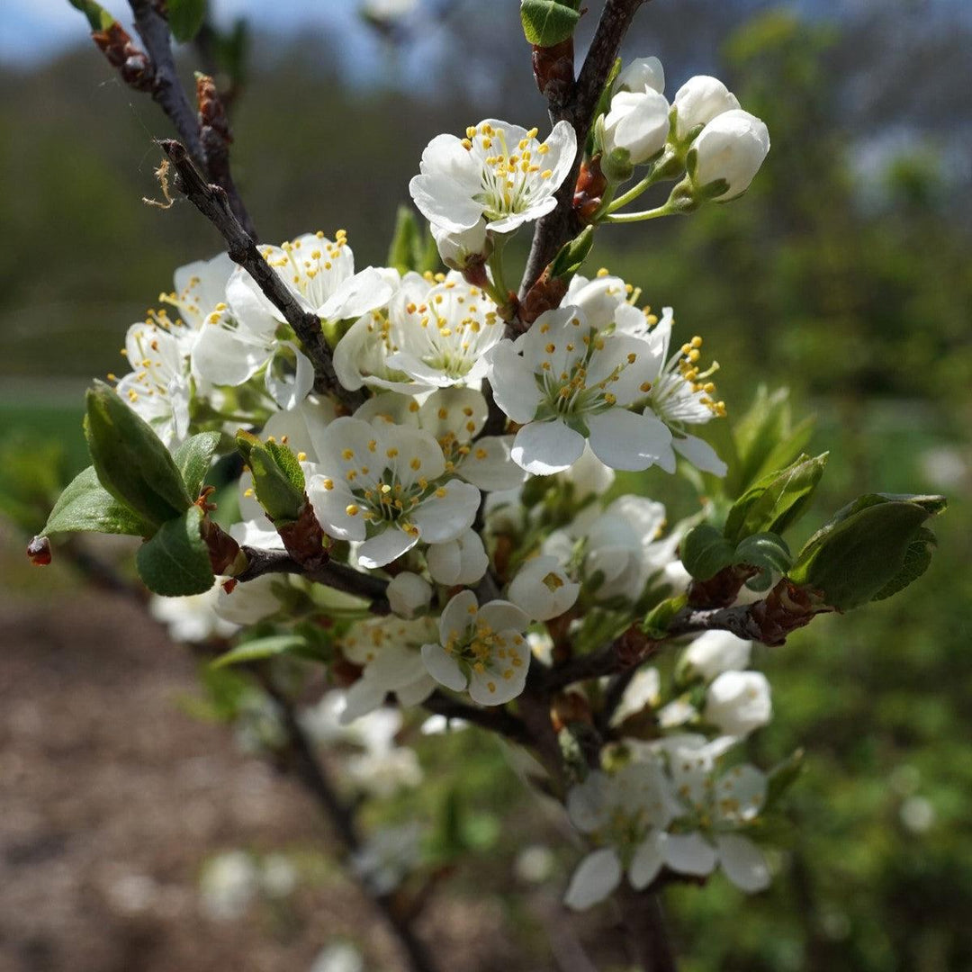 Beach Plum