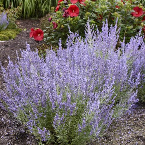 Denim 'N Lace Russian Sage