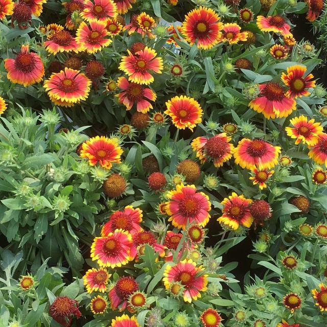 Arizona Sun Blanket Flower
