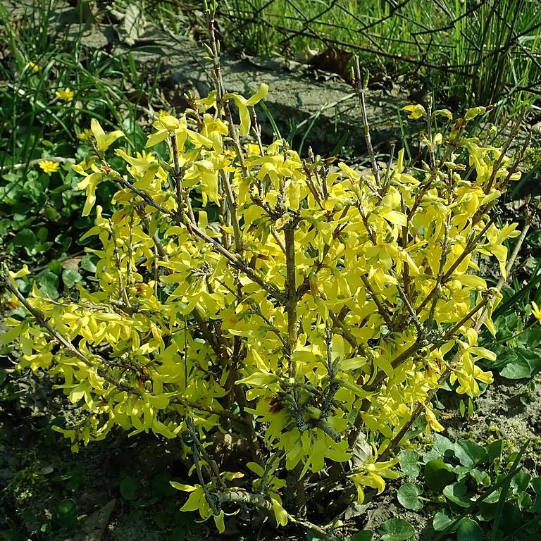 Lynwood Gold Forsythia