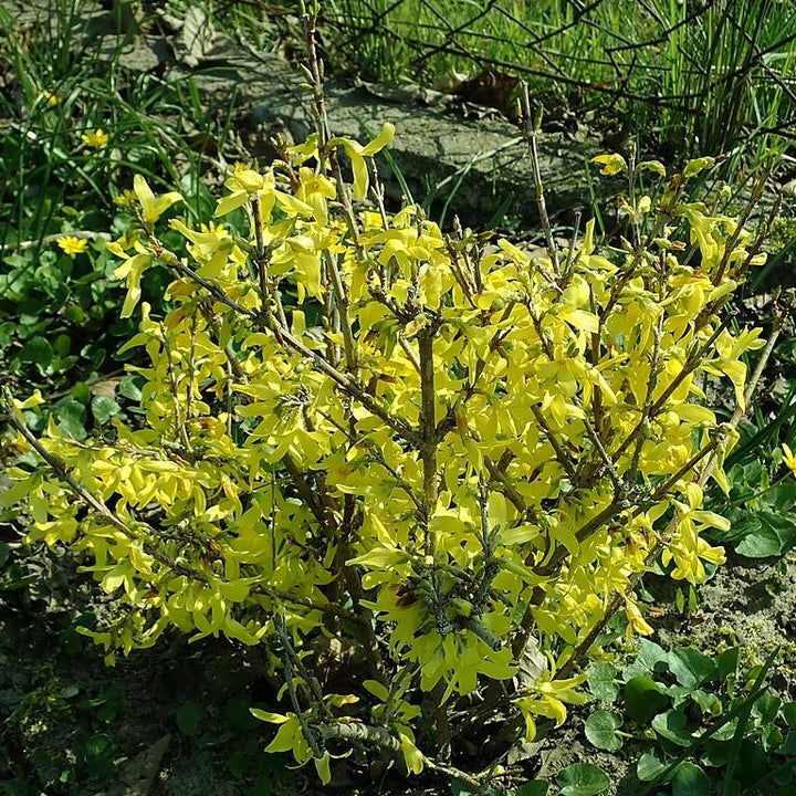 Lynwood Gold Forsythia