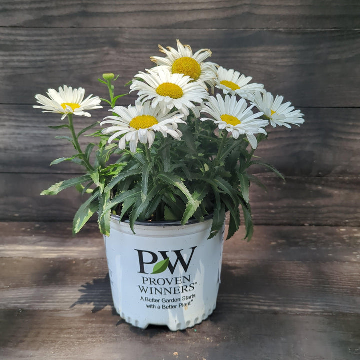 Amazing Daisies® Daisy May® Shasta Daisy