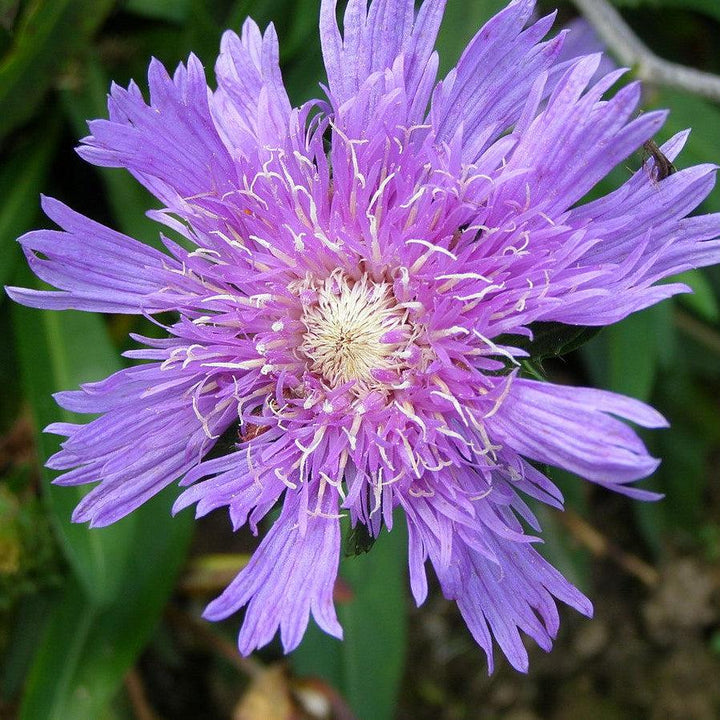 Honeysong Purple Stoke's Aster