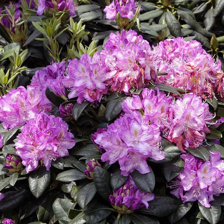 Minnetonka Rhododendron