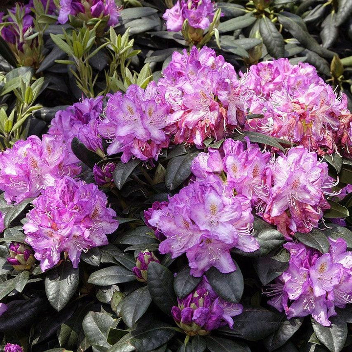 Minnetonka Rhododendron
