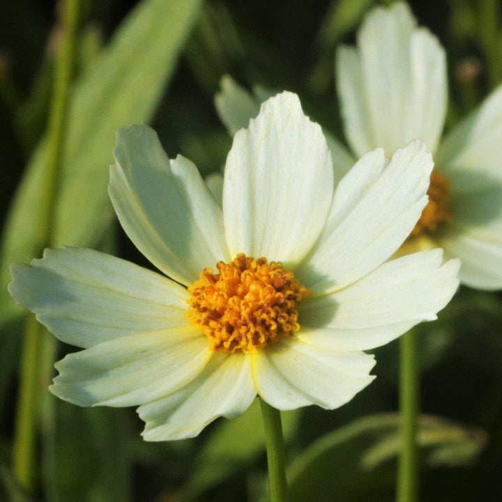 Big Bang™ Polaris Tickseed