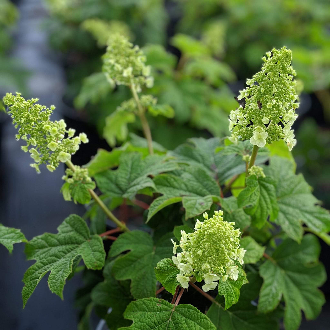 Ruby Slippers Oakleaf Hydrangea
