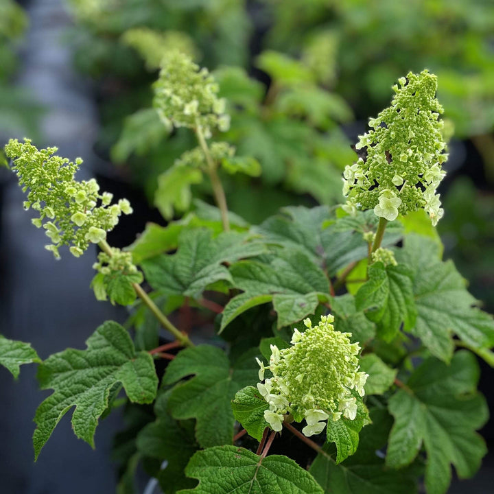 Ruby Slippers Oakleaf Hydrangea