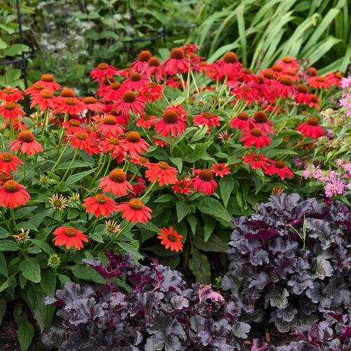 PW® Summersong™ Firefinch™ Coneflower