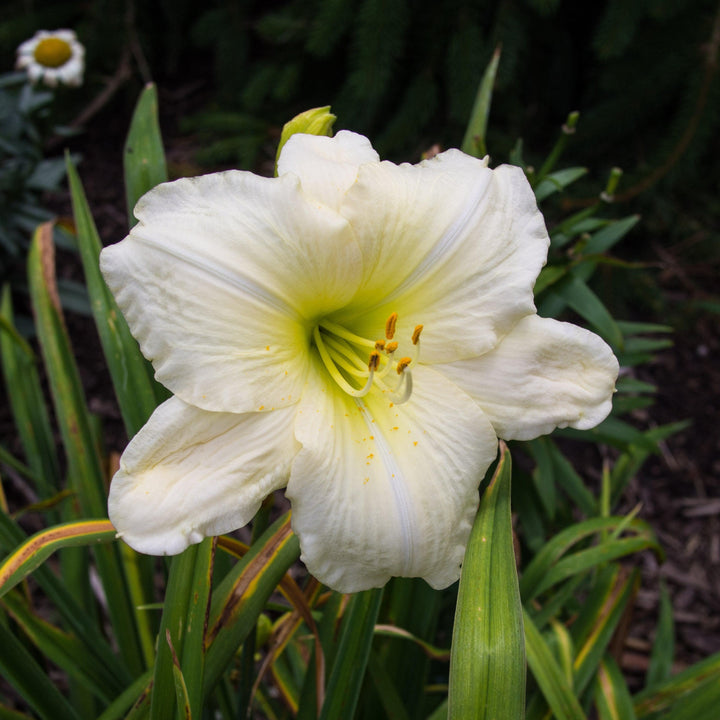Joan Senior Daylily