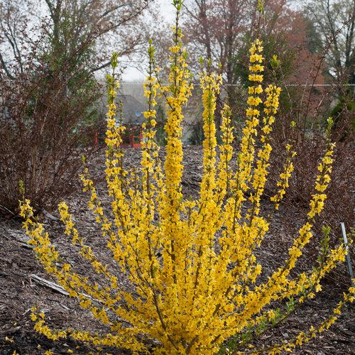Show Off Starlet® Forsythia
