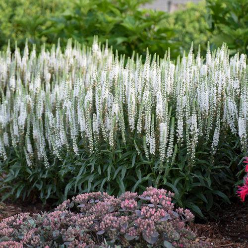 Magic Show® White Wands Speedwell