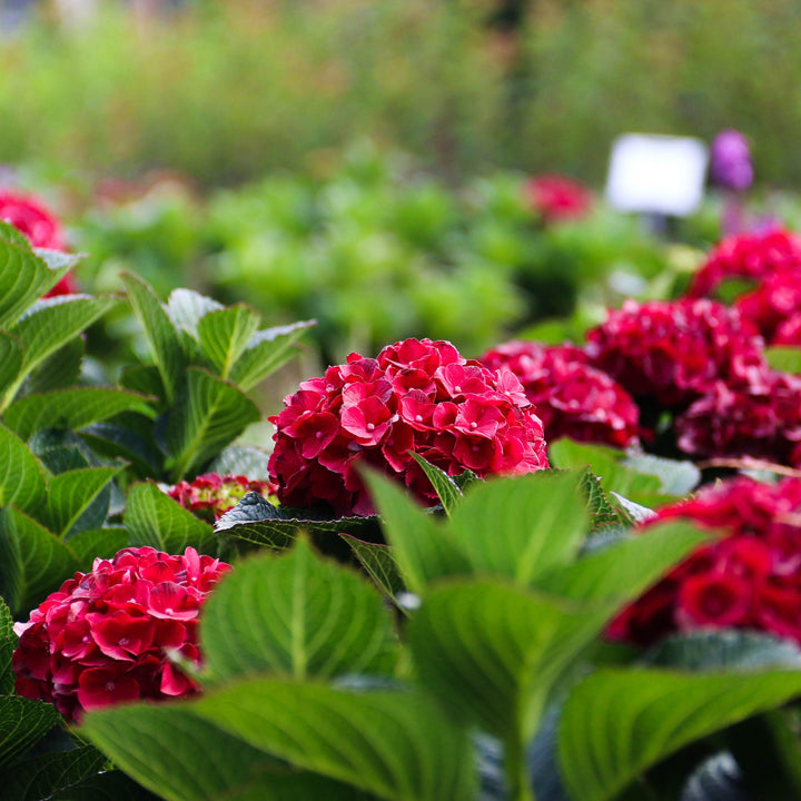 Bloomin' Easy® Cherry-Go-Round™ Hydrangea