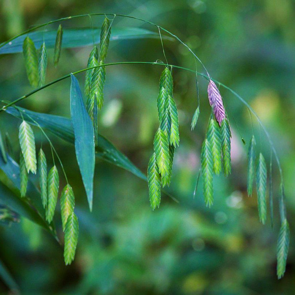 River Oats, Inland Sea Oats