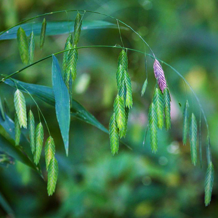 River Oats, Inland Sea Oats
